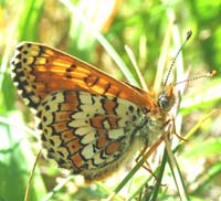 Okkergul pletvinge, Melitaea cinxia han, underside, Melby Ovdrev d. 24 maj 2004