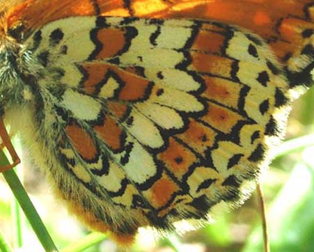 Okkergul pletvinge, Melitaea cinxia han, underside, Melby Ovdrev d. 24 maj 2004