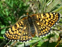 Okkergul pletvinge, Melitaea cinxia hun, Melby Ovdrev d. 24 maj 2004