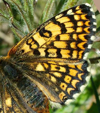 Okkergul pletvinge, Melitaea cinxia hun, Melby Ovdrev d. 24 maj 2004