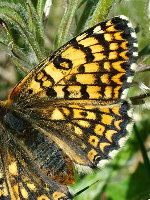 Okkergul pletvinge, Melitaea cinxia hun, Melby Ovdrev d. 24 maj 2004