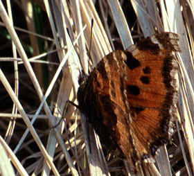 stlig Takvinge, Nymphalis xanthomelas. Kbenhavn d. 15 april 2004. Fotograf: Troells Melgaard