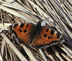 stlig Takvinge, Nymphalis xanthomelas. Kbenhavn d. 15 april 2004. Fotograf: Troells Melgaard