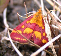 Purpurmøl, Pyrausta purpuralis. Alvaret, Øland. Juni 1983. Fotograf: Lars Andersen
