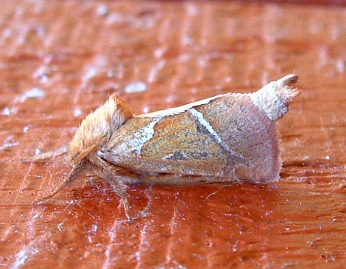 Skræpperodæder , Triodia sylvina august- 2003. H/F Vennelyst