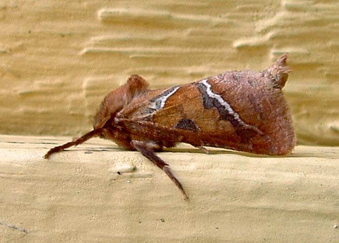 Skræpperodæder, Triodia sylvina august- 2003. H/F Vennelyst