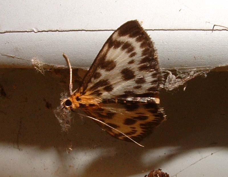 Nældehalvmøl, Anania hortulata (Linnaeus, 1758). H/F Vennelyst, Kløvermarksvej, Amager juni 2004. Fotograf; Lars Andersen