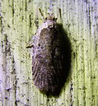 Eucophoridae. H/F Vennelyst d. 24 april 2004