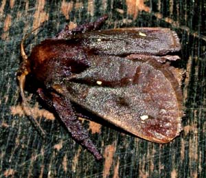 Nu er Saddlebackmoths, Sibine stimulea klkket, Zoologisk Museum, d. 8 august 2004. Fotograf: Lars Andersen