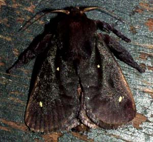 Nu er Saddlebackmoths, Sibine stimulea klkket, Zoologisk Museum, d. 8 august 2004. Fotograf: Lars Andersen