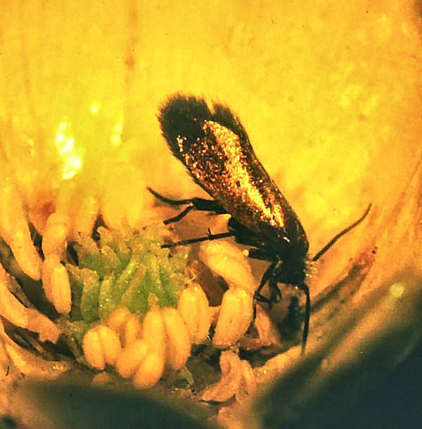 Urml, Micropterix calthella i Engkabbelejeblomst. Ellemosen, Tibirke. maj 1983. Fotograf: Lars Andersen