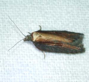 Acleris hastiana. Vi havde en lille batterilampe sat op, der kom bla. denne Vikler, Acleris hastiana. Jeg var til et mde i Lepidopteologisk forening hvor jeg fik hjlp til bestemmelse af denne art.