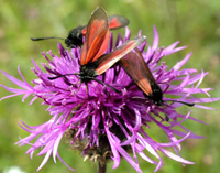 Timiankllesvrmer, Zygaena purpuralis.18/7 2004. Hvbleget, Mn