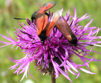 Timiankllesvrmer, Zygaena purpuralis.18/7 2004. Hvbleget, Mn