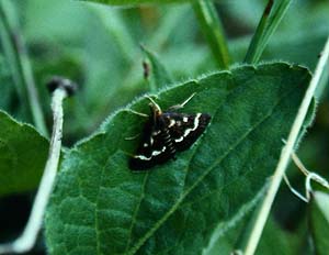 Dette foto af Pyrausta nigrata, blev brugt til forside-illustration til "Nordeuropas Pyralider" af Eivind Palm, 1984. Fauna Bøger. del: Lars Andersen 1983. Høvbleget juni 1983. Fotograf: Lars Andersen