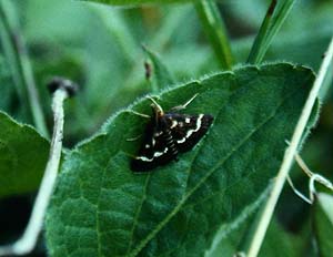 Dette foto af Pyrausta nigrata, blev brugt til  forside-illustration til "Nordeuropas Pyralider" af Eivind Palm, 1984. Fauna Bger. del: Lars Andersen 1983. Hvbleget juni 1983. Fotograf: Lars Andersen