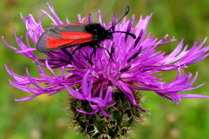 Timiankllesvrmer, Zygaena purpuralis.18/7 2004. Hvbleget, Mn