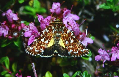 Lyngugle, Anarta myrtilli. Melby overdrev Juli 1983. Fotograf: Lars Andersen