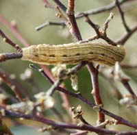 Noctuidae larve p Pors. Melby Overdrev d. 25 april 2004. Fotograf Lars Andersen