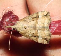 Hypena rostralis. Asserbo plantage d. 5 maj 2004