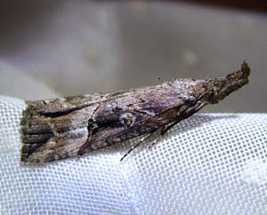 Hypena rostralis, H/F Vennelyst d. 12 maj 2004