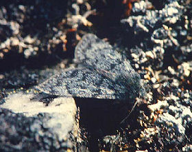 Fjeldugle, Sympistis funebris, Gohpascurro 1000 m. /Bjrkliden 8 juli 1985. Fotograf: Lars Andersen