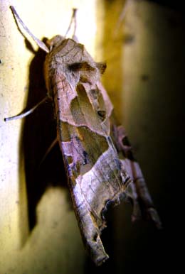 Agatugle, Phlogophum meticulosa. H/F Vennelyst, Klvermarksvej d. 23 Oktober 2004. Fotograf: Lars Andersen