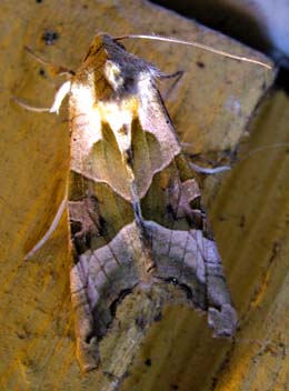 Agatugle, Phlogophum meticulosa. H/F Vennelyst, Klvermarksvej d. 23 Oktober 2004. Fotograf: Lars Andersen