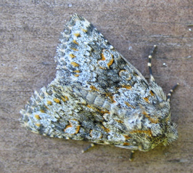 Hecatera dysodea, Bagsværd d. 30 juli 2004. Fotograf: Henrik Mathiassen
