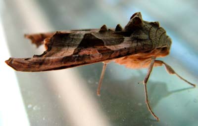 Agatugle, Phlogophum meticulosa. Rd form. Metro stationen ved Bellacentret, Vestamager d. 2 November 2004. Fotograf: Lars Andersen