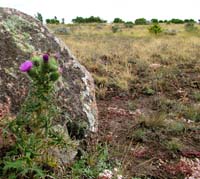 Lokalitet for ssp. tristis. Vickleby, Alvaret, land, Sverige. 16 juli 2004