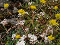 Hvid-Stenurt, Sedum album og den gule Bjerg-Stenurt, Sedum rupestre.  Vickleby, Alvaret, land, Sverige. 16 juli 2004