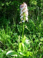 Stor Ggeurt, Orchis purpurea. Hvbleget, Mn. 31 maj 2004 