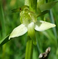 Skov Ggelilje, Platanthera chlorantha. Hvbleget, Mn. 31 maj 2004 