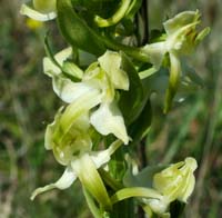 Skov Ggelilje, Platanthera chlorantha. Hvbleget, Mn. 31 maj 2004 