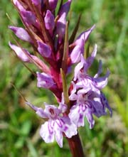 Skov Ggeurt, Dactylorhiza fuchsii. Hvbleget, Mn. 31 maj 2004 