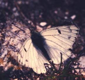 Bjergklsommerfugl, Pontia callidice. Lac Negre 2400 m.h., Alps Maritime, Sydfrankrig. Juli 1988. Fotograf: Lars Andersen