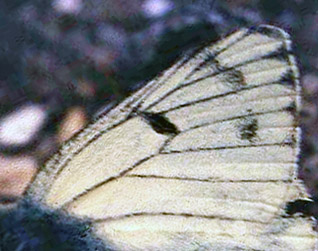 Bjergkålsommerfugl, Pontia callidice. Lac Negre 2400 m.h., Alps Maritime, Sydfrankrig. Juli 1988. Fotograf: Lars Andersen