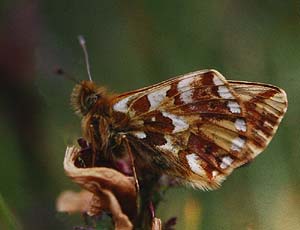 Alpeperlemorsommerfugl, Boloria pales han. Lac Negre 2400 m.h., Alps Maritime, Sydfrankrig. Juli 1988. Fotograf: Lars Andersen