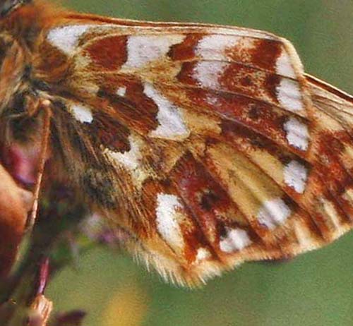 Alpeperlemorsommerfugl, Boloria pales han. Lac Negre 2400 m.h., Alps Maritime, Sydfrankrig. Juli 1988. Fotograf: Lars Andersen