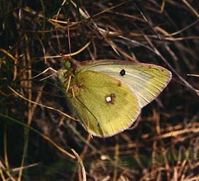 Alpe hsommerfugl, Colias phicomone. Lac Negre 2100 m.h., Alps Maritime, Sydfrankrig. Juli 1988. Fotograf: Lars Andersen