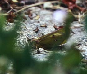 Alpe hsommerfugl, Colias phicomone. Lac Negre 2400 m.h., Alps Maritime, Sydfrankrig. Juli 1988. Fotograf: Lars Andersen