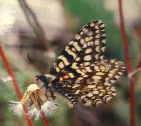 Spansk Aristolociasommerfugl, Zerynthia rumina sidder p Tobakspibeplante (Aristolocia species), Cortignac, Provence. Medio maj 1987. Fotograf: Lars Andersen