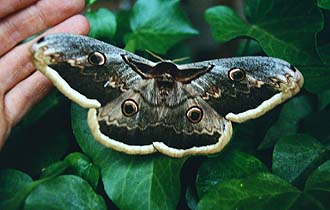 Stor natpåfugleøje, Saturnia pyri ([Denis & Schiffermüller], 1775) Europas største sommerfugl! La Gaude, Alps Maritime.Medio maj 1987. Fotograf: Lars Andersen