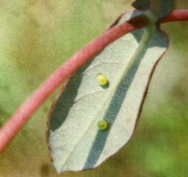 Spansk Aristolociasommerfugl, Zerynthia rumina´s æg på Tobakspibeplante (Aristolocia species), Cortignac, Provence. Medio maj 1987. Fotograf: Lars Andersen