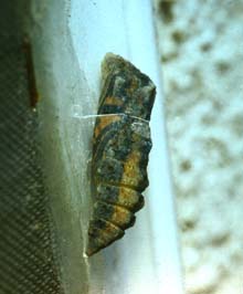 Papilio alexanor, det er lige fr den klkker! Man kan tydelig se vingetegningerne igennem puppehylstret. La Gaude, Provence. medio Maj 1987. Fotograf: Lars Andersen