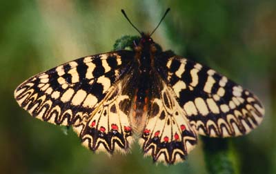 Zerynthia cassandra, Ampus, Provence. Medio maj 1987. Fotograf: Lars Andersen