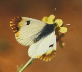 Gul Aurora  Anthocharis belia, hun p foderplanten. Draguignan, Provence,maj 1987 Fotograf: Lars Andersen