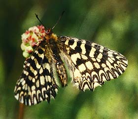 Zerynthia cassandra, Ampus, Provence. Medio maj 1987. Fotograf: Lars Andersen