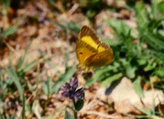 Orange hsommerfugl, Colias crocea han. Draguignan, Provence,maj 1987 Fotograf: Lars Andersen